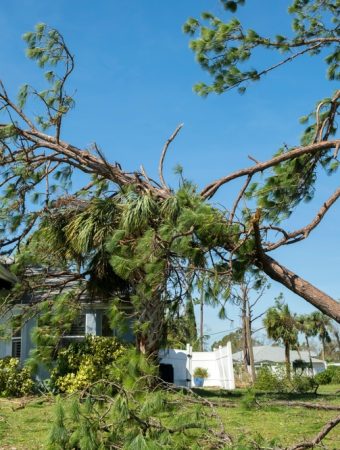 Neighbor's tree damage