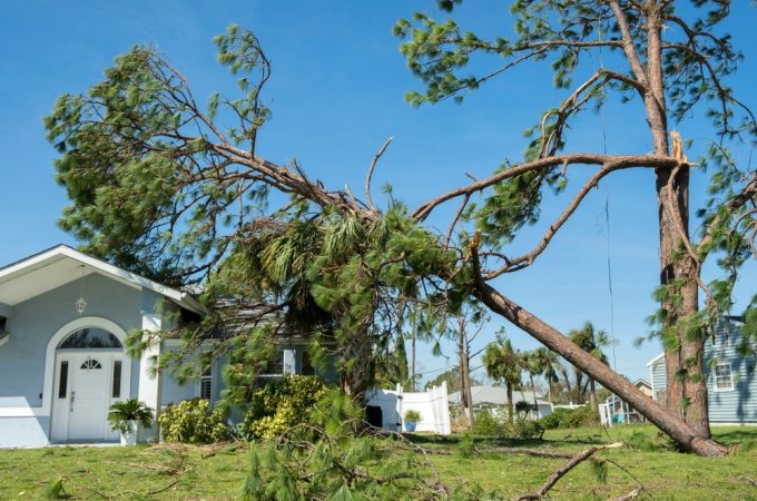Neighbor's tree damage