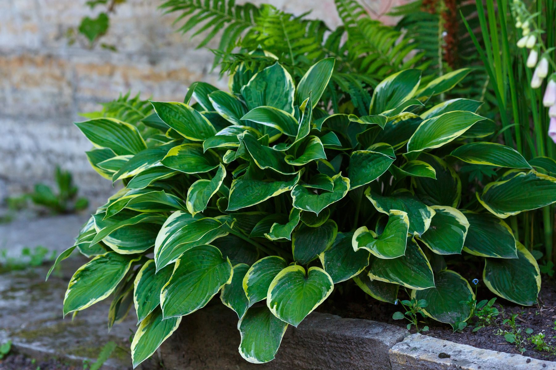 plants that look dead but aren't
