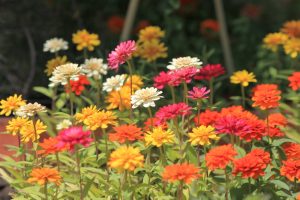 how to collect zinnia seeds