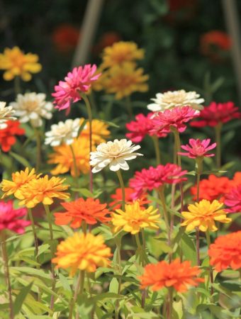 how to collect zinnia seeds
