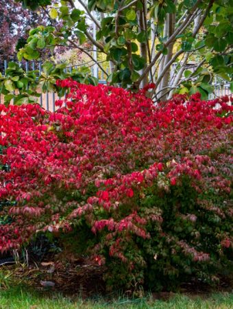 Burning bush