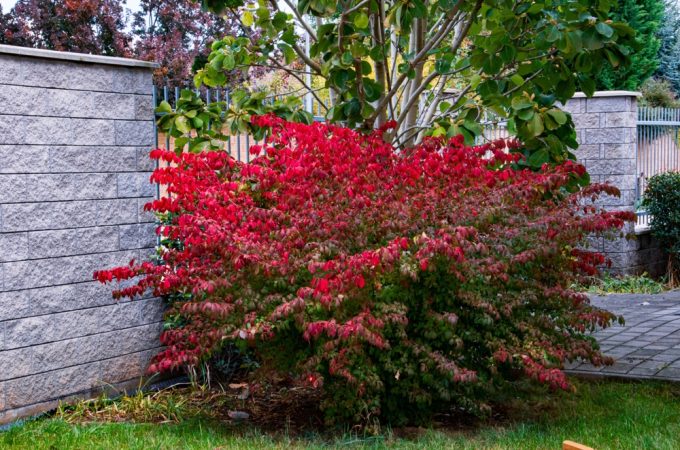 Burning bush