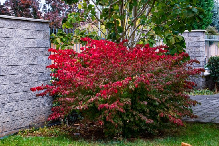 Burning bush