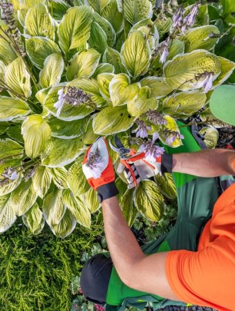 cutting back hostas after frost