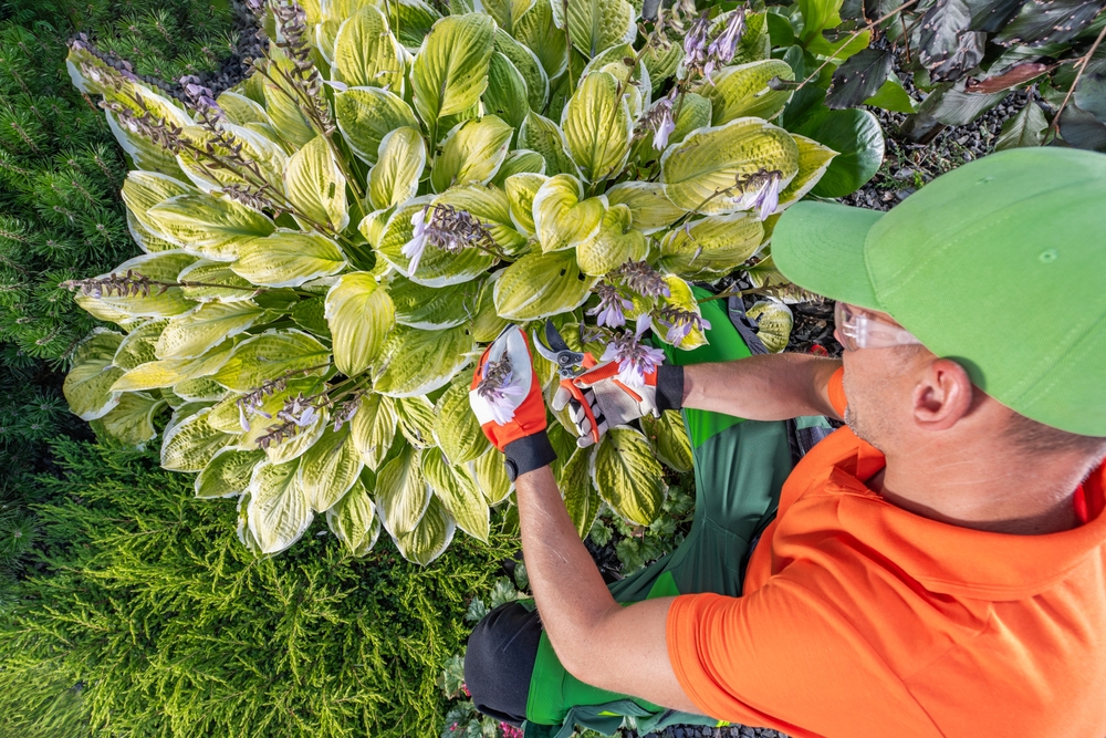 cutting back hostas after frost