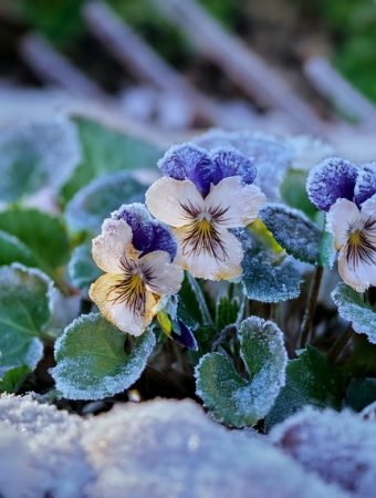 Pansy planting tips