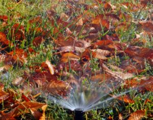 fall watering for new trees