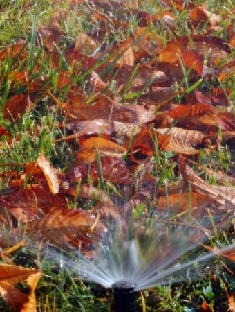 fall watering for new trees