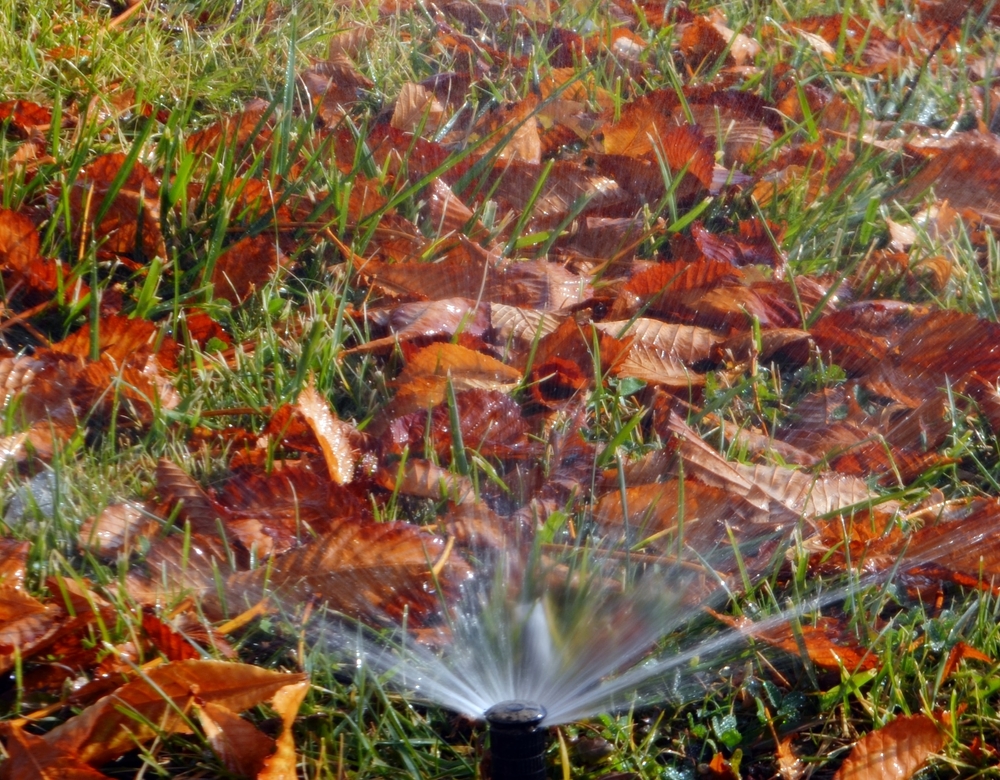 fall watering for new trees