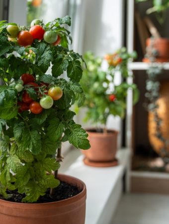 How to ripen green tomatoes indoors