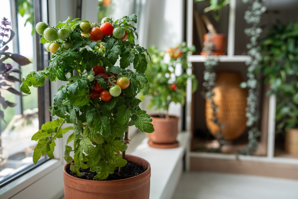 How to ripen green tomatoes indoors
