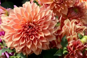 how to store dahlia tubers