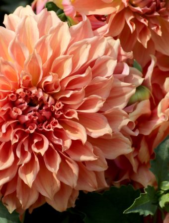 how to store dahlia tubers