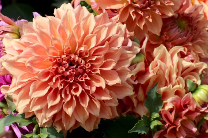 how to store dahlia tubers
