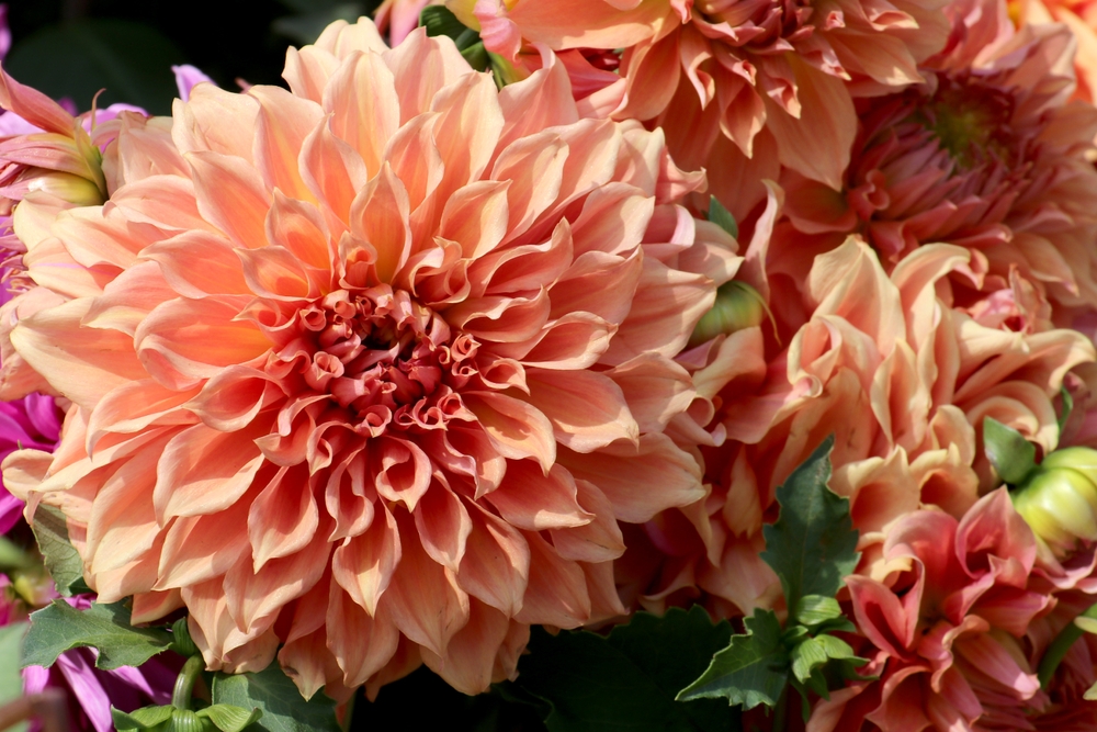 how to store dahlia tubers