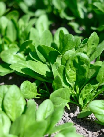 Why spinach gets sweeter in cold weather