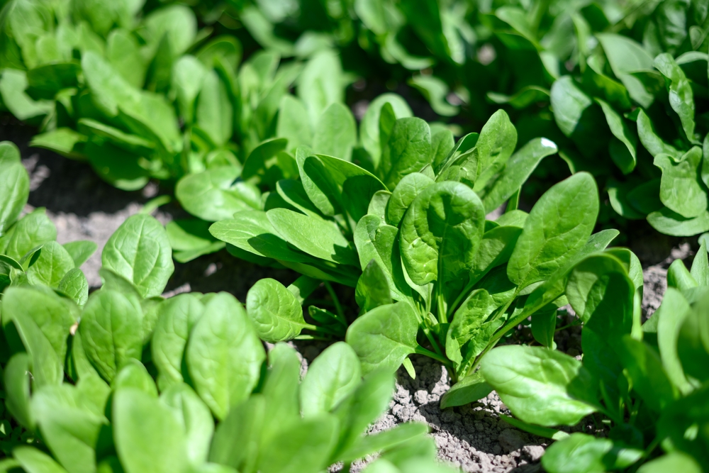 Why spinach gets sweeter in cold weather