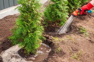 evergreen watering before winter