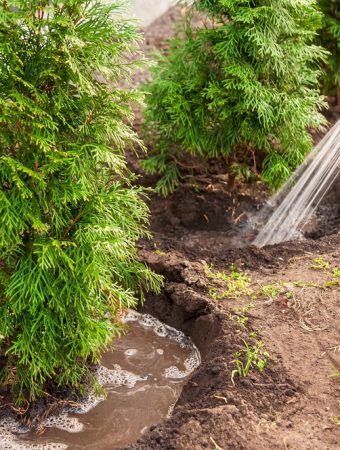 evergreen watering before winter