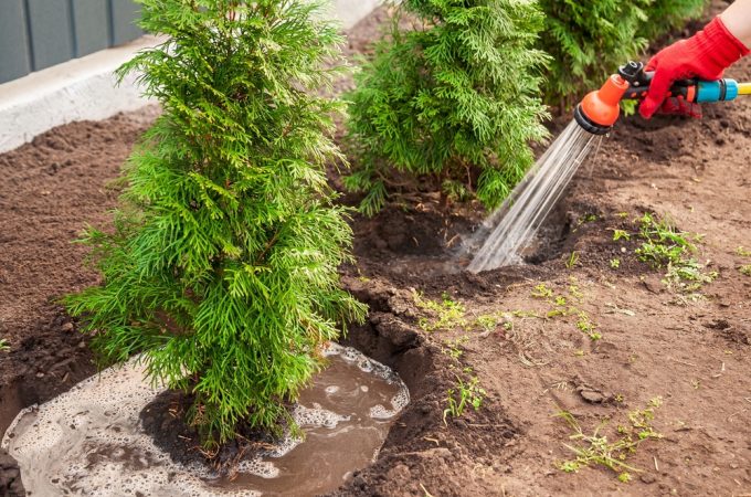 evergreen watering before winter