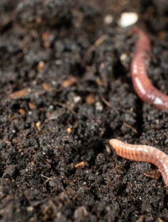invasive jumping worms