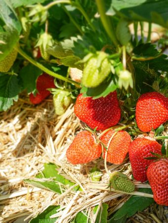 best mulch for strawberry beds