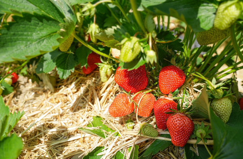 best mulch for strawberry beds
