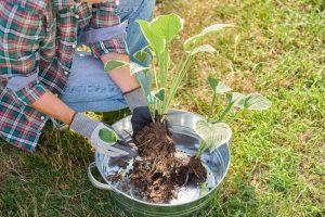 Invasive jumping worms