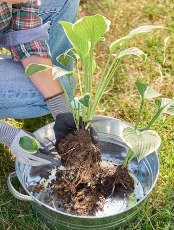 Invasive jumping worms