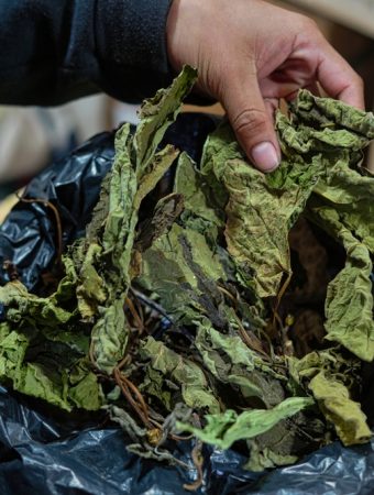 making leaf mold