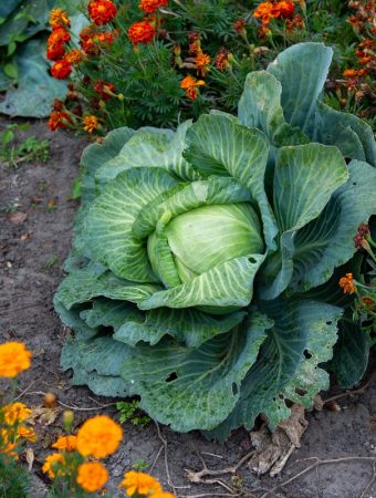 Vegetables to grow in October