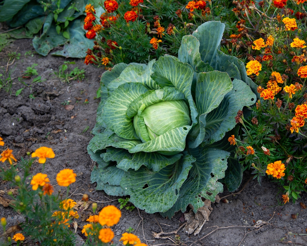 Vegetables to grow in October