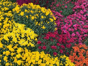 How to plant mums