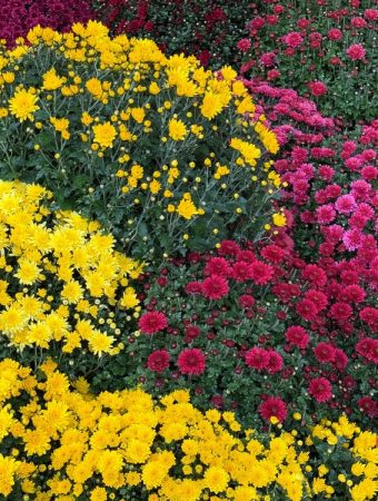 How to plant mums