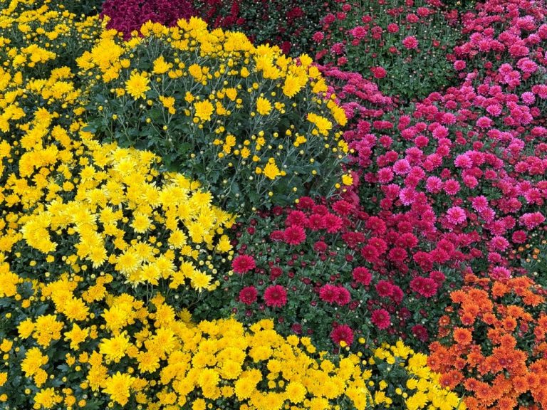 How to plant mums