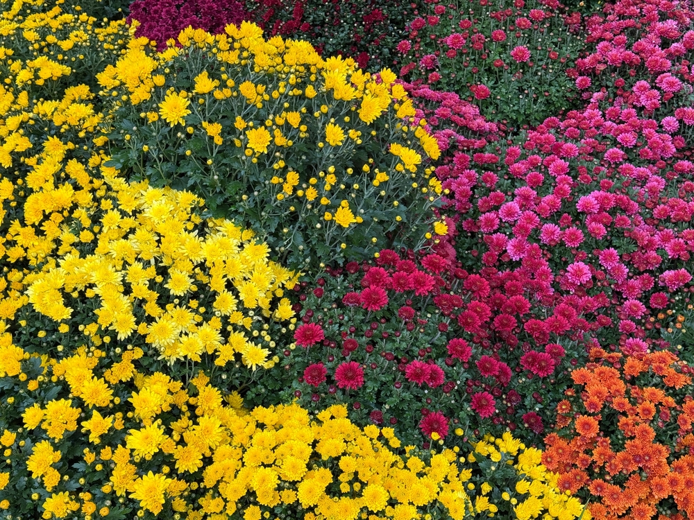 How to plant mums