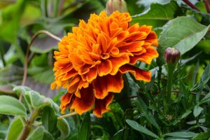 how to save marigold seeds