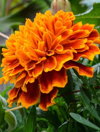 how to save marigold seeds