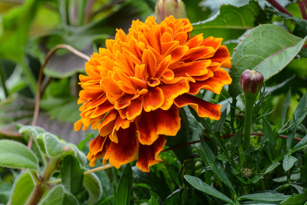 how to save marigold seeds