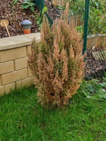 planting shrubs before winter