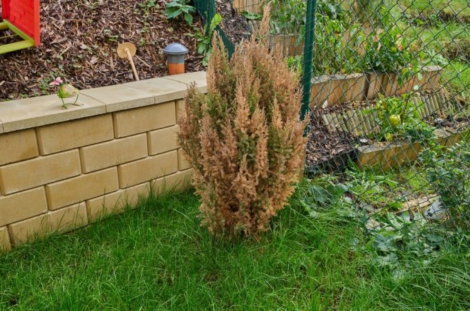 planting shrubs before winter