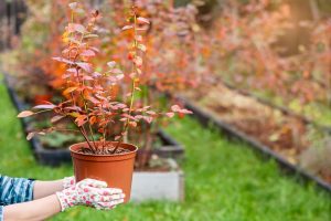 fall planting shrubs