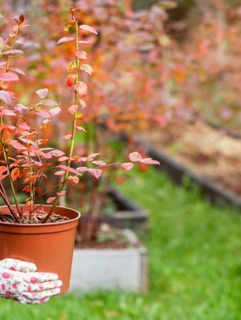 fall planting shrubs