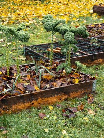 fall garden weed control