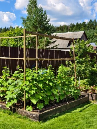 Front yard vegetable garden laws