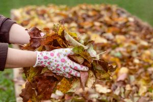 Using fallen leaves in the garden