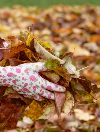 Using fallen leaves in the garden
