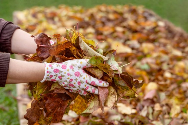 Using fallen leaves in the garden