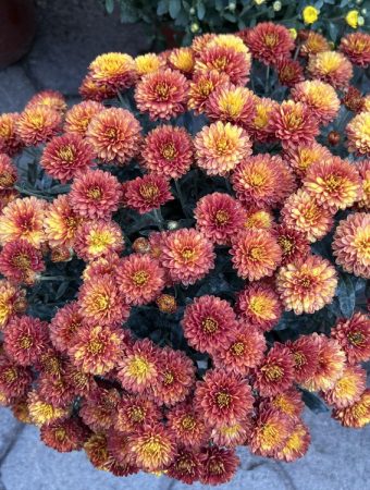Why store-bought mums die